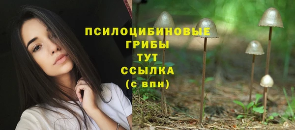 прущие грибы Сясьстрой